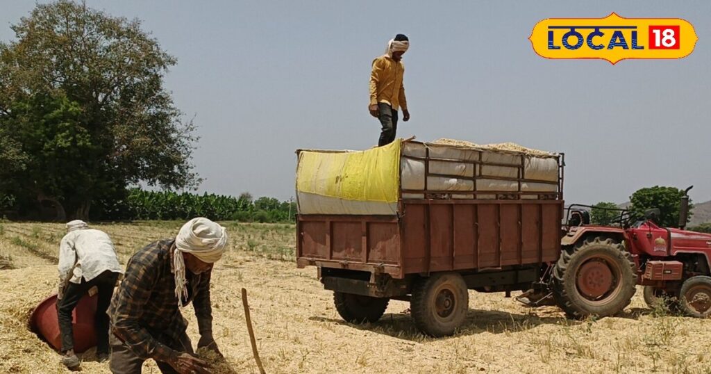 If you have animals at home then prepare the straw like this, it will not spoil for 6 months. – News18 हिंदी