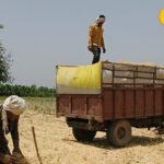 If you have animals at home then prepare the straw like this, it will not spoil for 6 months. – News18 हिंदी