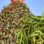 Kair-Sangri grown in Rajasthan has special recognition as a vegetable in the country and the world – News18 हिंदी