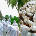 केरल में बर्ड फ्लू का प्रकोप, 21,000 हजार बत्तखों का होगा सफाया, H5N1 वायरस क्या है? जिसने मचाया कोहराम