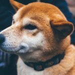 Shiba Inu (SHIB) Fetches $12M Investment in a Token Sale to Build Privacy-Focused Blockchain