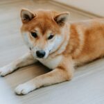 Dogecoin (DOGE) Price Drops Uptrend Line, Support Seen at 26 Cents