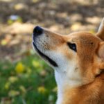 Foundation Purchases 10M Tokens as Part of New DOGE Reserve
