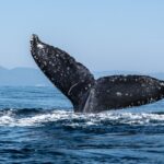 Ether Whale Dumps $22M of ETH After Holding Since 2016