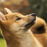 DOGE Mining Firm Z Squared Will Go Public Through Merger