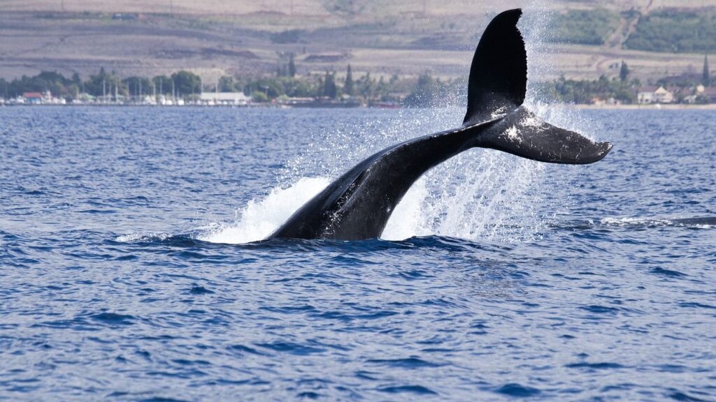 Hyperliquid Whale James Wynn Fully Liquidated After $16.8B in Trading Volume