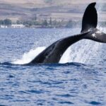 Hyperliquid Whale James Wynn Fully Liquidated After $16.8B in Trading Volume